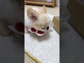 いちごガウガウ？意外とあっさり？🥹w #shortvideo #dog #ペキチワ #chihuahua #癒し動画 #ガウガウ #shorts