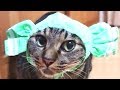 被り物でコスプレする猫がかわいすぎる！【キジトラ】