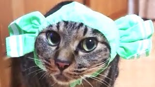 被り物でコスプレする猫がかわいすぎる！【キジトラ】
