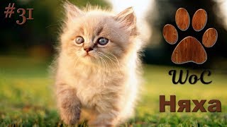 КОТЫ 2019 ПРИКОЛЫ с котами и кошками 2019 Funny Cats #31