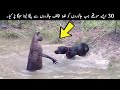 30 Times Animals Messed With The Wrong Opponent | TOP X TV