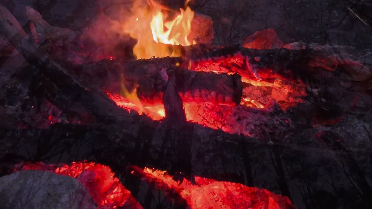 Peace Begins Under the Trees