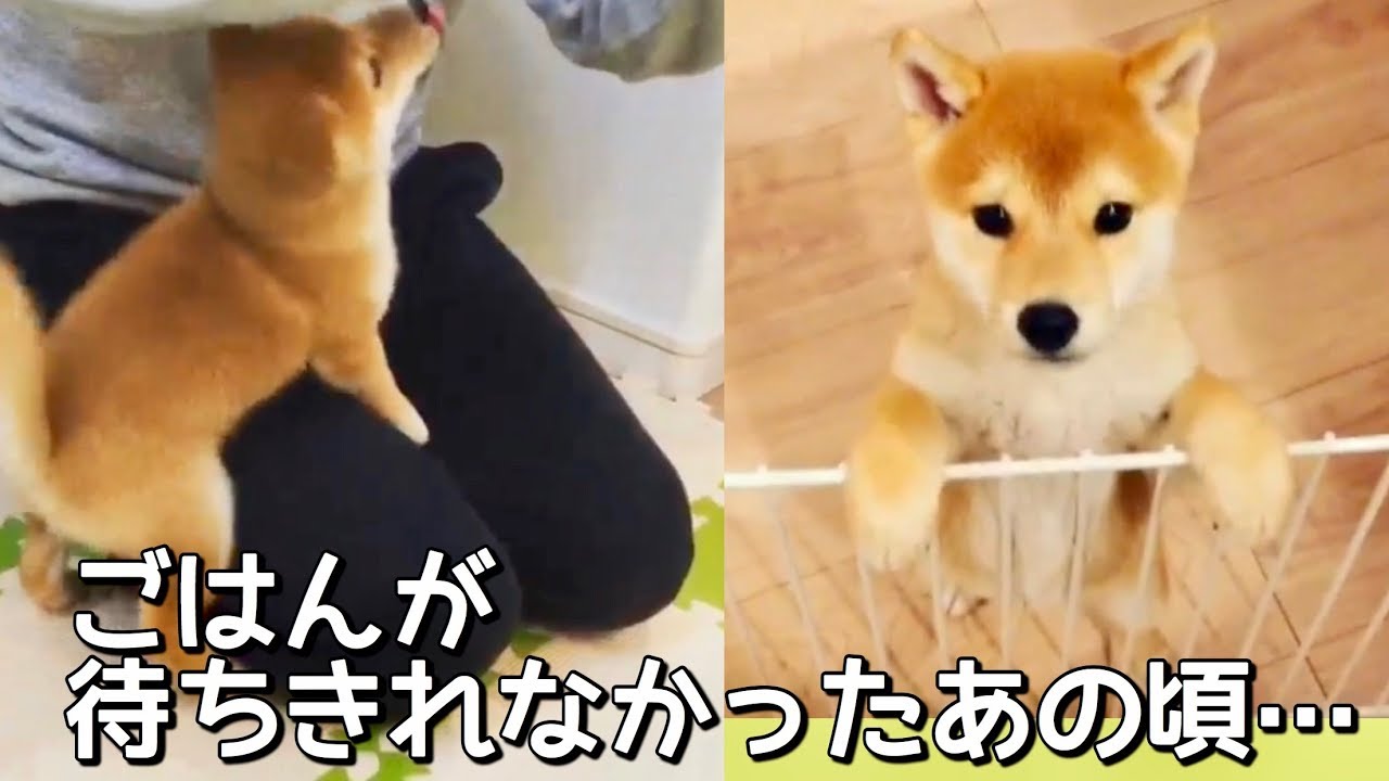 子犬時代の全く落ち着きのないご飯待ちまとめ♡柴犬こてつ君 YouTube