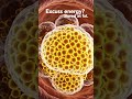 What Happens Inside Your Body After Eating Pizza? (3D Animation)Inside Body After One Slice of Pizza