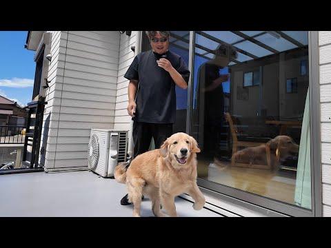 台風一過からの夏晴れで興奮して思わず声が出ちゃった犬(笑)【Golden Retriever japan】