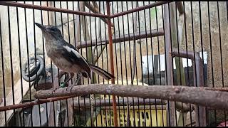 Download Lagu Kacer betina jebolkan dan naikan birahi kacer anda#pancingan#emosi#kacer MP3