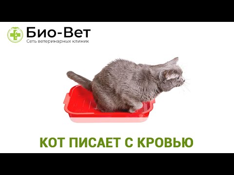 Кот или Кошка писает с Кровью? / Причины и Лечение / Сеть Ветклиник Био-Вет