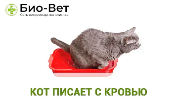 Кот или Кошка писает с Кровью? / Причины и Лечение / Сеть Ветклиник Био-Вет