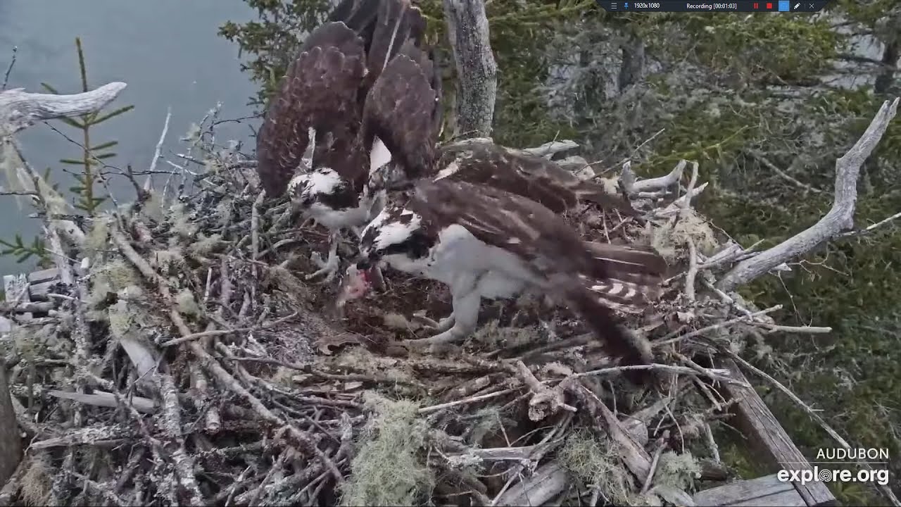A Blueback Herring for Supper (both views) - Hog Island Osprey Nest ...