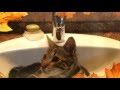Okorongo: Sokoke Kitty in Sink after Playing in the Garden の動画、YouTube動画。