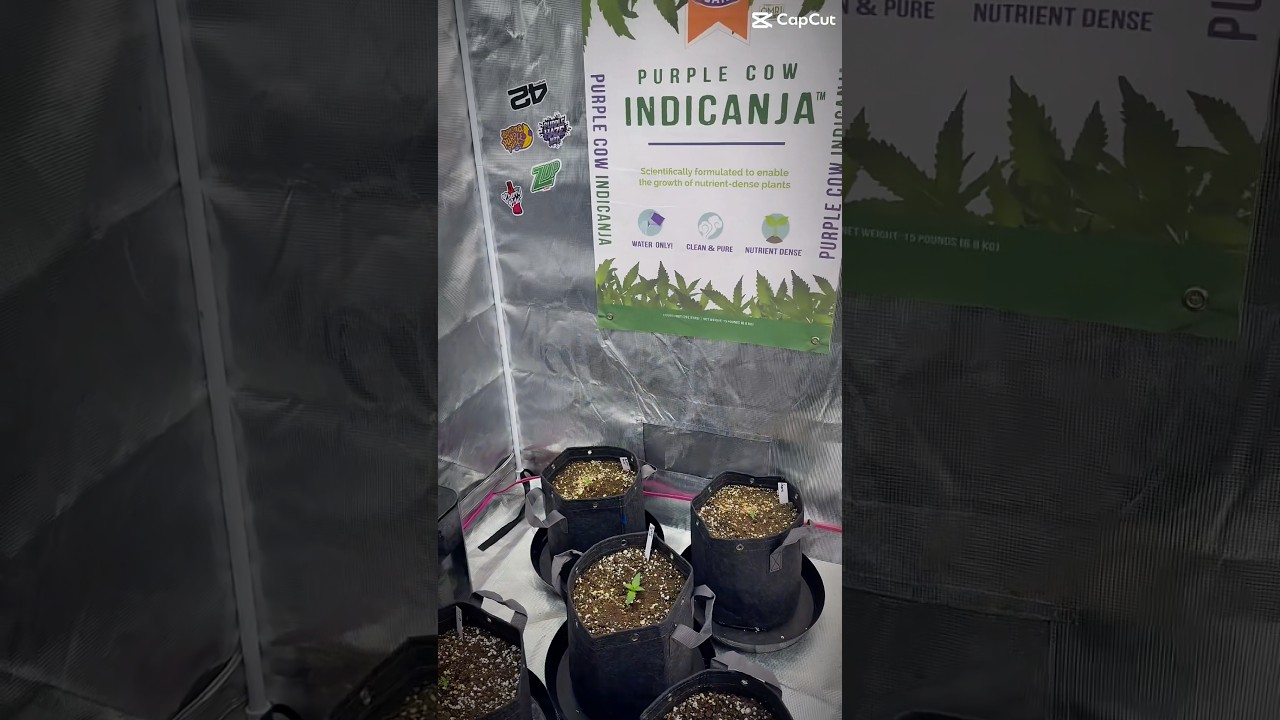 За пару недель до сбора урожая у нас начали расти сорта Fastbuds 