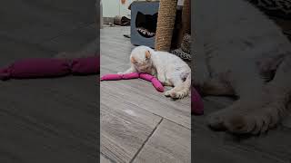 Kida And Her Catnip At Spca Florida In Lakeland, Fl