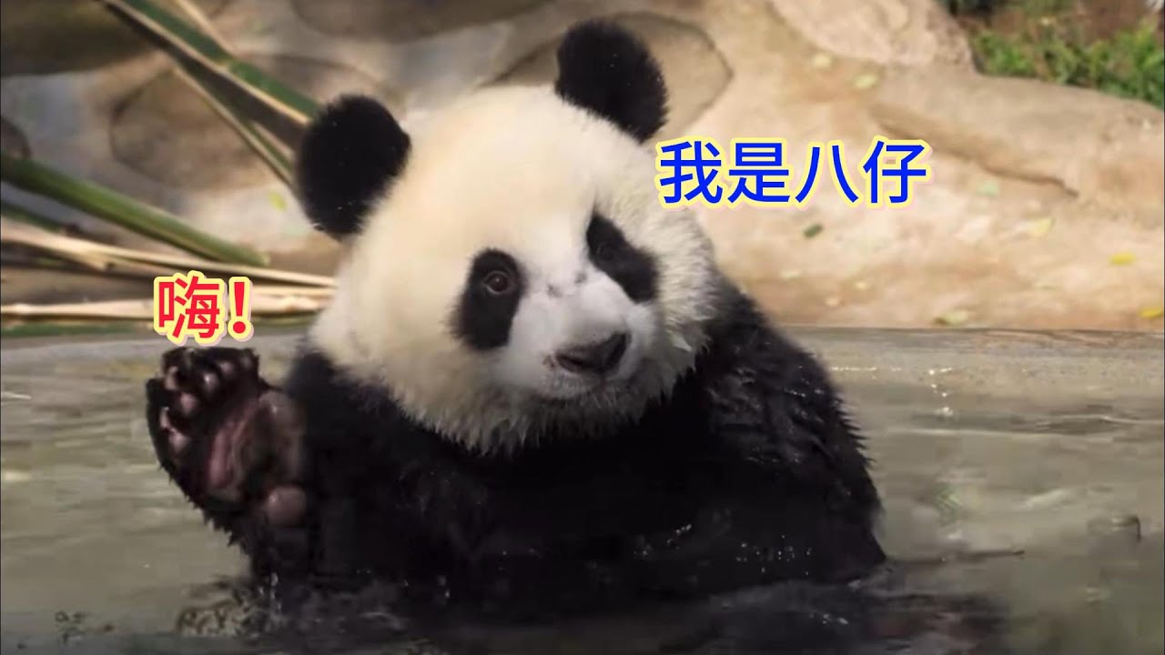 Cute giant panda Bazai七仔快看,你的小宝八仔比你帅还比你更可爱呢。八仔这神颜小熊,完美遗传了妈妈家族基因呢,但是看久了又 ...