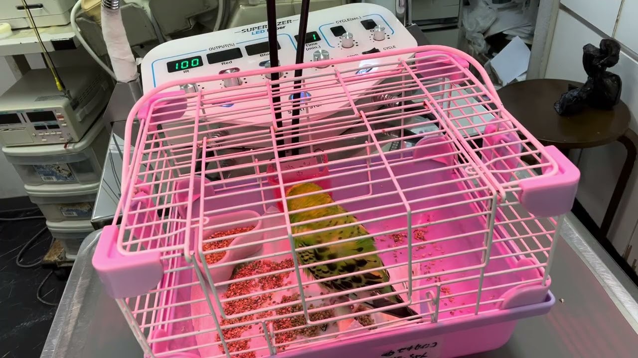 ⑨セキセイインコのピーちゃんの診察治療
