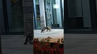 Cats Play Fighting / Metamorfosi,Greece Summer 2024 #cat #cats #funny #funnycats #shorts