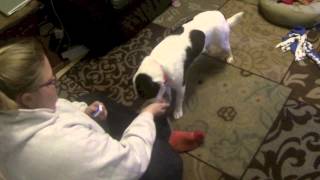 How to Teach a Hand Target--clicker train