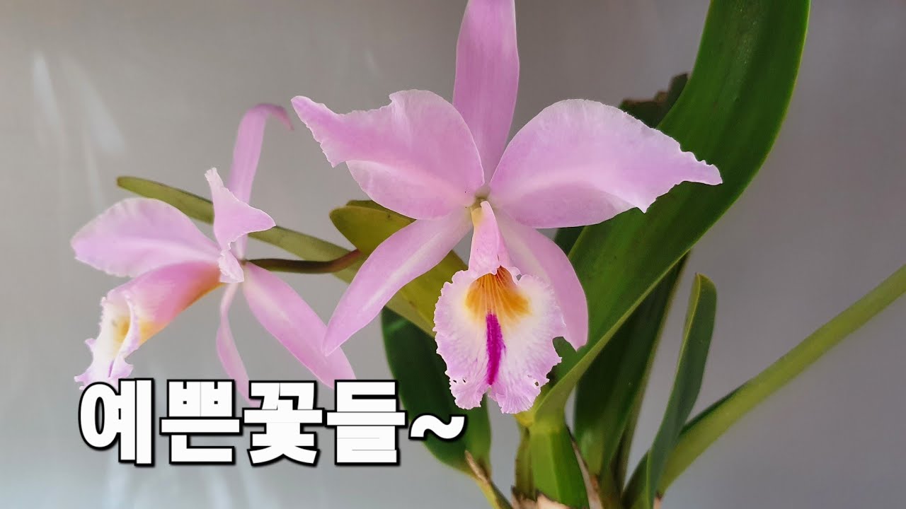 예쁜꽃이 피었습니다 ^^ - YouTube