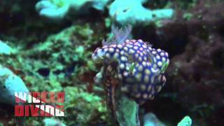 Similan diving - Nudibranch