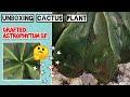 UNBOXING Astrophytum myriostigma Cactus (Japanese Cultivar) Includes POTTING UP SEPTEMBER 2020