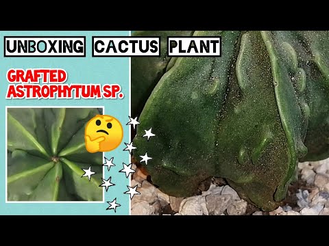 Video: Bishop's Cap Cactus nədir: Bishop's Cap Cactus'a Qulluq Məsləhətləri