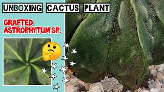 UNBOXING Astrophytum myriostigma Cactus (Japanese Cultivar) Includes POTTING UP SEPTEMBER 2020