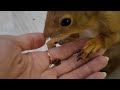 Как заживает лапка у бельчонка 🧡 How a squirrel's paw heals