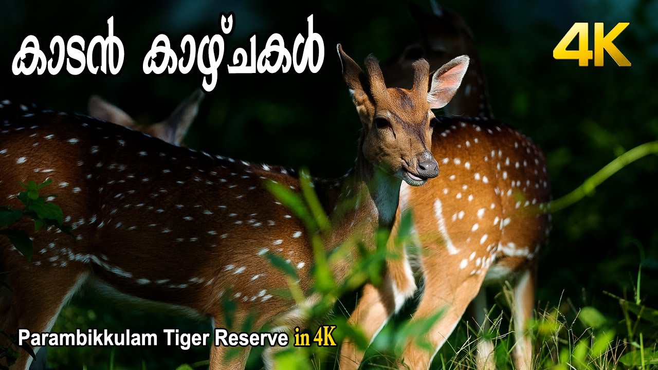 കാടൻ കാഴ്ചകൾ !!! 4K