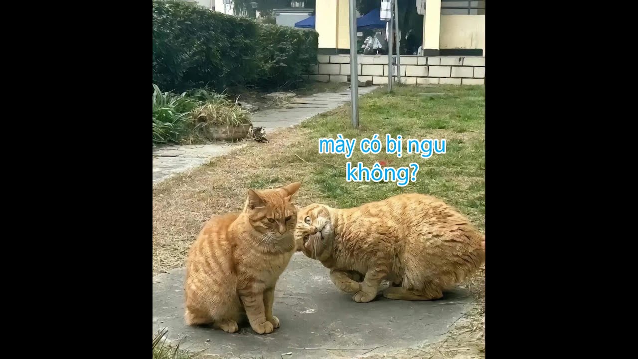 quán nét rẻ rách. míc hỏng. bàn phím+ chuột như đầu puồi - YouTube
