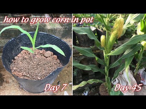 I tried growing corn in a small pot and the results were amazing