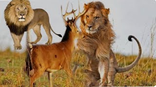 WORLD’S FASTEST ANIMALS FAIL! Grant’s Gazzele Take Down Male Lion With Horns, Lion| Wildlife Baloch