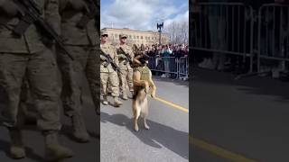 Elite K9 Dog Marching With Army Soldiers During Parade In The World 🎖️🐕