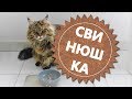 Мейн Кун Пушка, которая свинюшка.