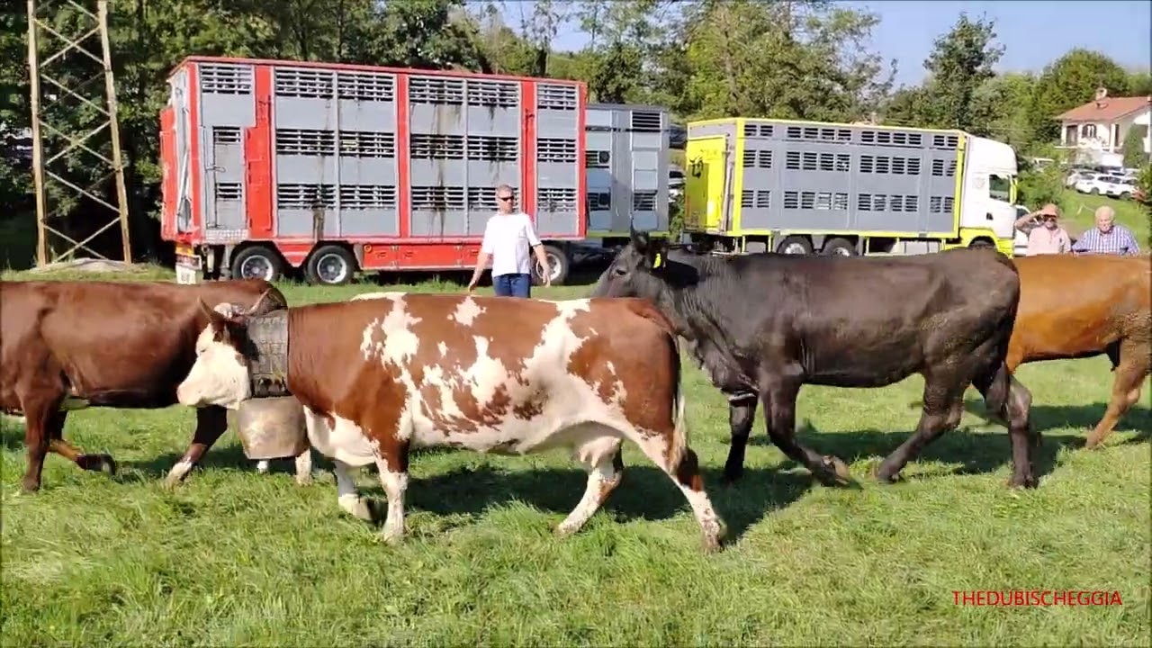 ARRIVANO LE VACCHE ALLA FIERA DI VICOFORTE (CN) VEN. 8 SETTEMBRE 2023.