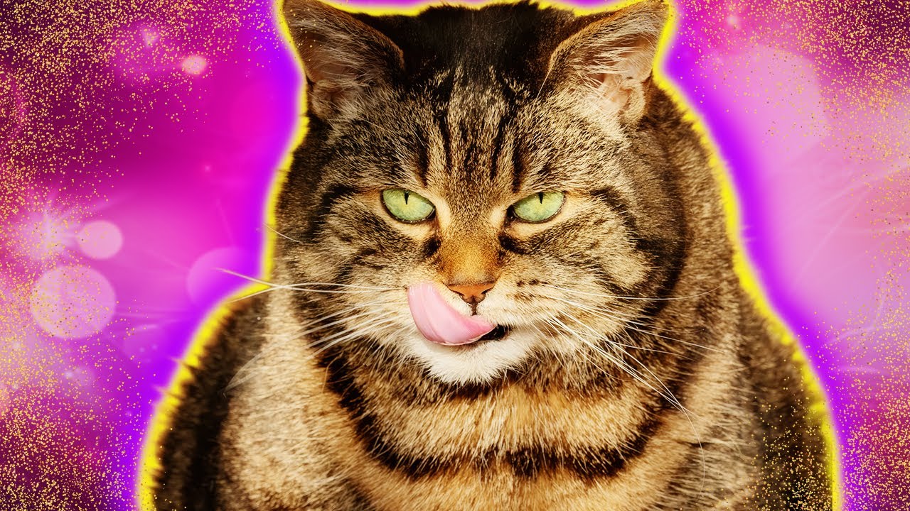 FUNNY CAT MEMES 2022 #22