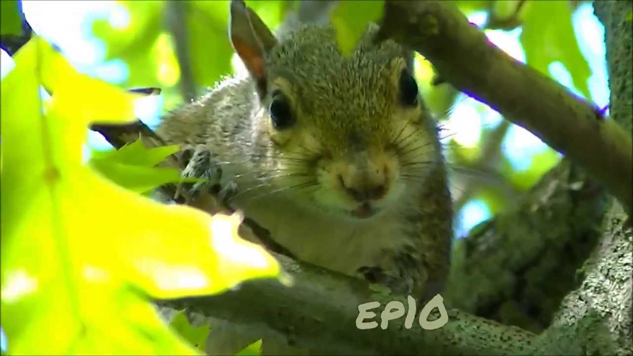 SQUIRREL! || EXPLORINGtheLATERAL ep10