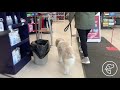 On Leash Dog Training
