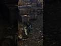 Talion VS 4 Urukhai -  #shadowofmordorgameplay #gaming #gameplay
