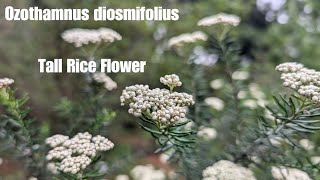 Ozothamnus diosmifolius (Tall Rice Flower) | Australian Native Plant Profile