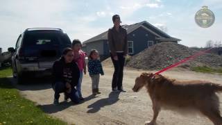 Importance of Microchipping Your Pet (Short Version)