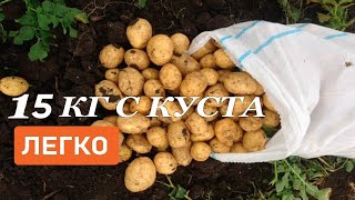 УРОЖАЙ КАРТОФЕЛЯ , 15 килограм картофеля с куста
