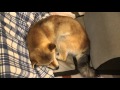 【しばわんこ日記】タロウはコタツで丸くなる【柴犬タロウ】　Shibe gets rounded with a Japanese heater.