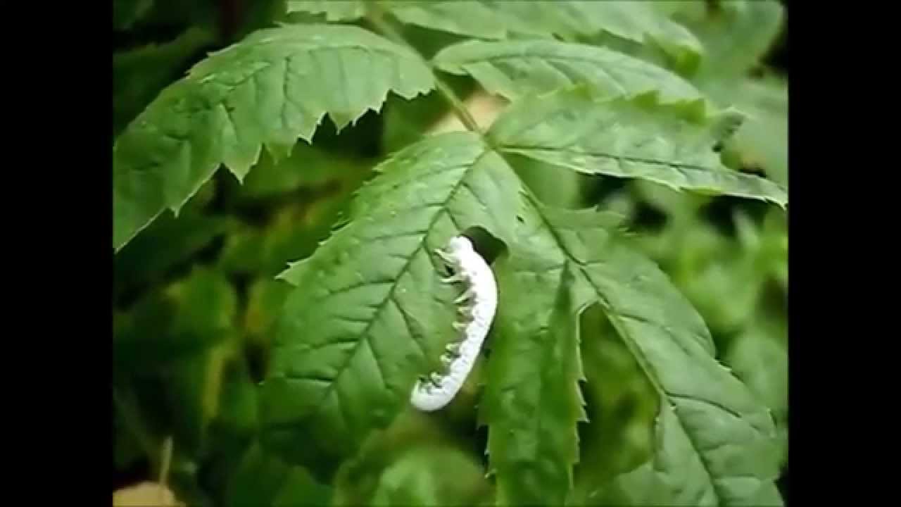 Гусеница -  вредитель vs Алатар -  препарат для защиты от вредителей