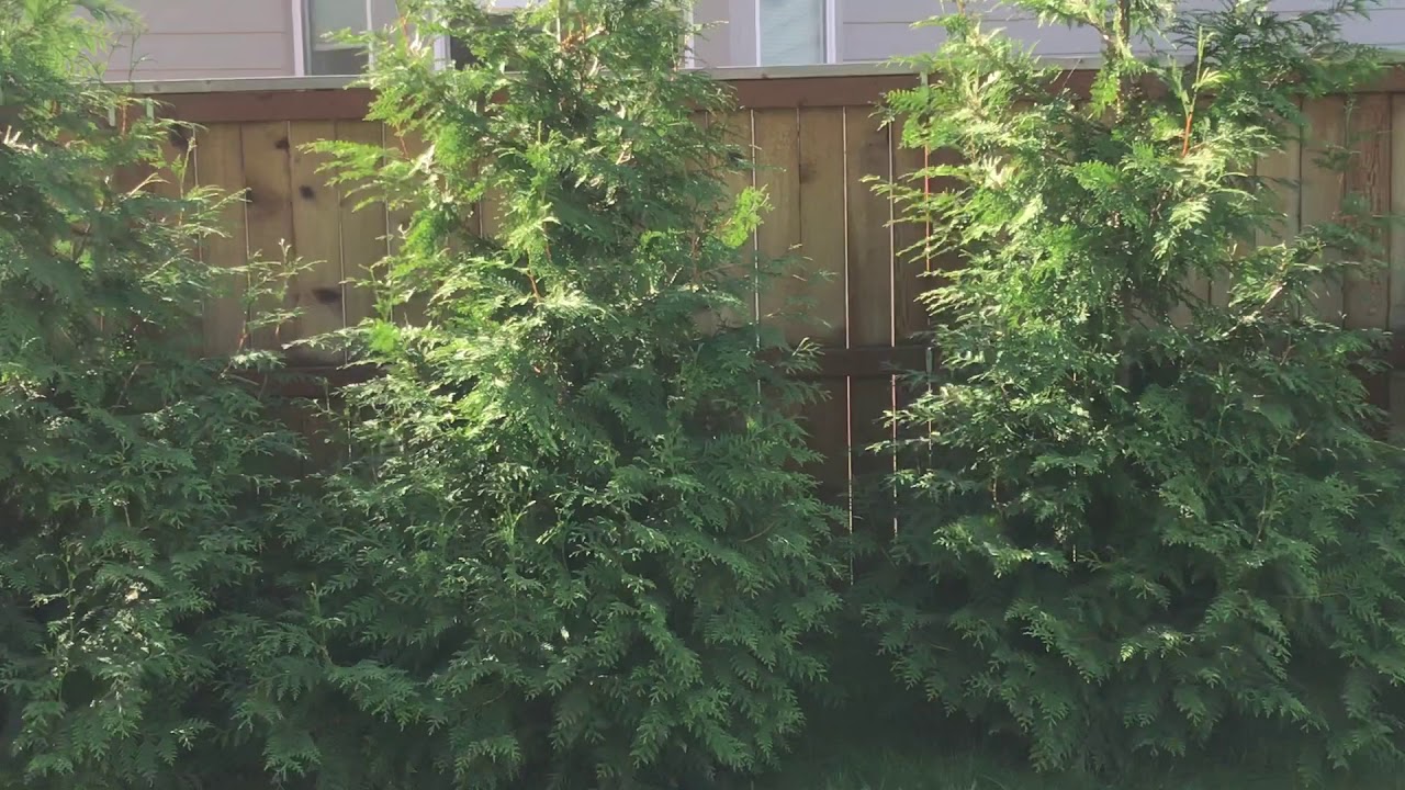 How Tall Is A 10 Gallon Green Giant Arborvitae? The 11 Top Answers