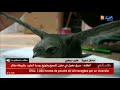 الجزائر تفاصيل حول طير الابابيل النادر الذي عثر عليه ببلدية الرويسات بولاية ورقلة