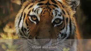 Surviving Wild Animal Attacks: Top 10 Tips to Save your life !
