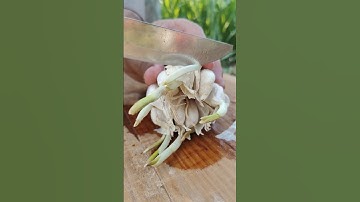 RT 800000169 mini rotary tillage and ridging all in one tree