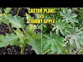 Castor Oil plant and Thorny Apple plant