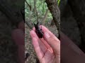 クワガタ、カブトムシが欲しい方はこの方法使って!#shorts