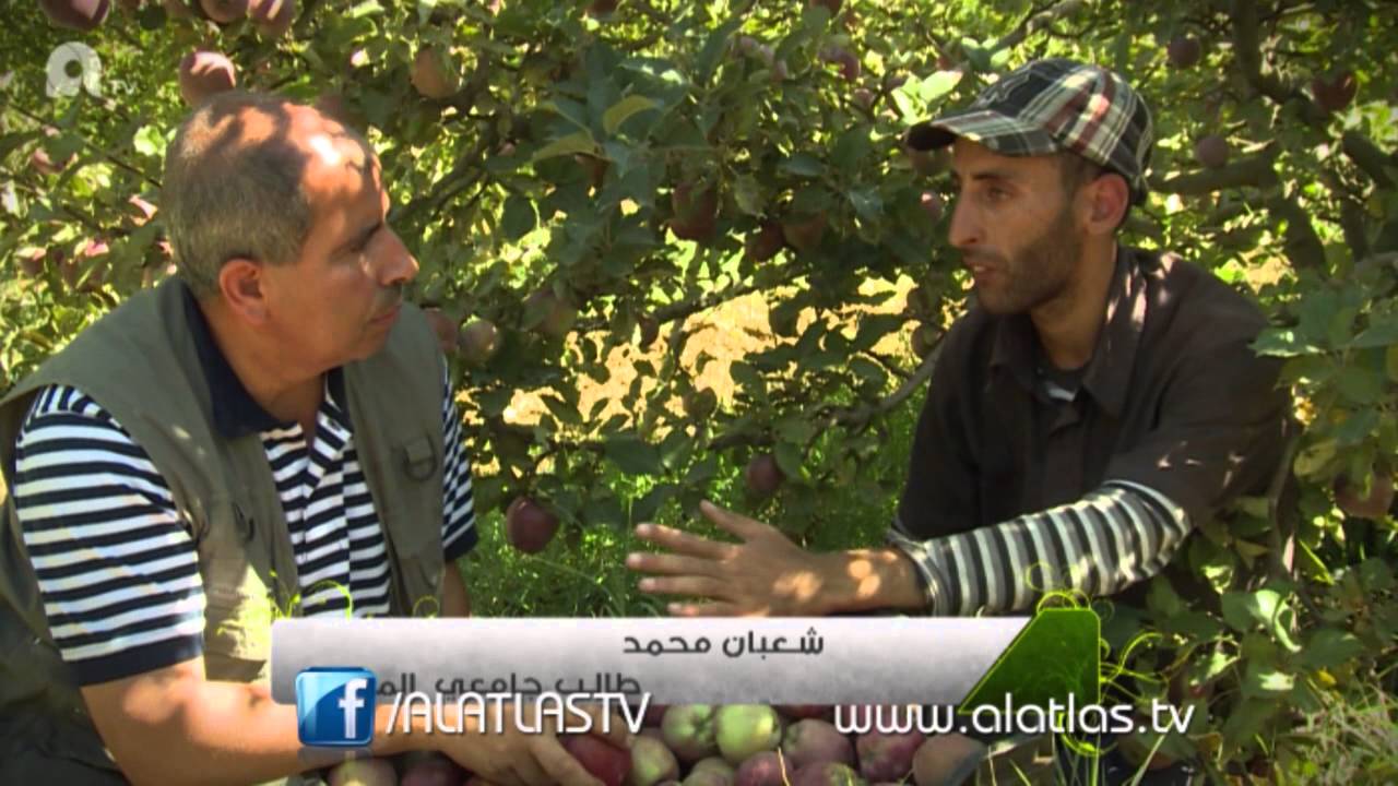 الجزائر : الأخضر الدائم، زراعة و إنتاج العنب في ولايتي بومرداس و المدية