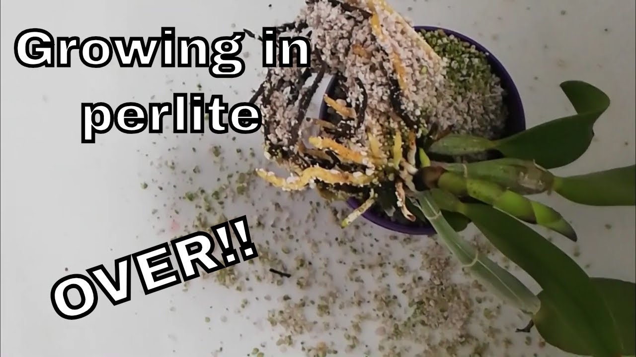 Growing Orchids in Perlite in Self Watering Pot UPDATE YouTube